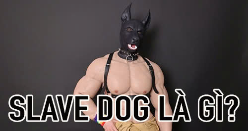 slave dog là gì